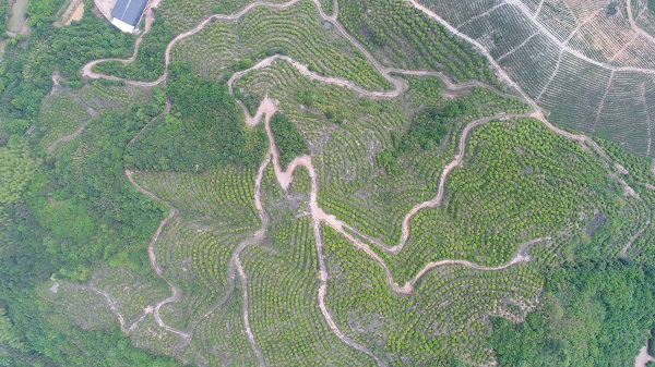 無人家拍攝的油茶基地正射影像.jpg